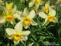2004-0401daffs